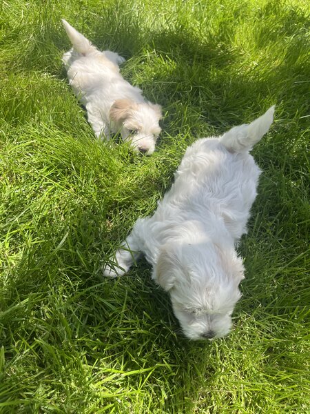 Bichon Maltez