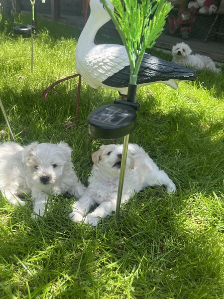 Bichon Maltez