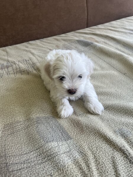 Bichon Maltez