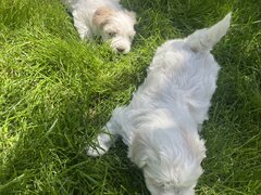 Bichon Maltez