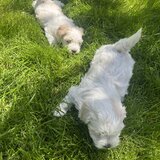 Bichon Maltez