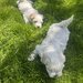 Bichon Maltez