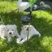 Bichon Maltez