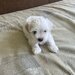 Bichon Maltez
